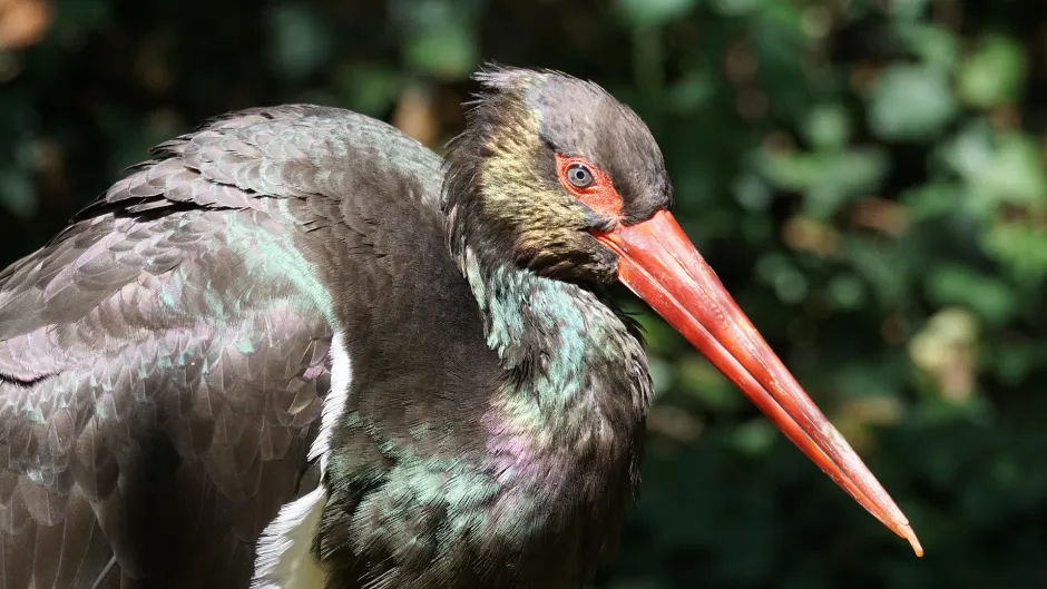 Naturschutz-pixabay-schwarzstorch-black-stork-907679_1920-c-pixel-mixer